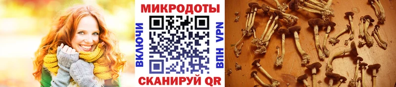 Псилоцибиновые грибы Psilocybe Пошехонье